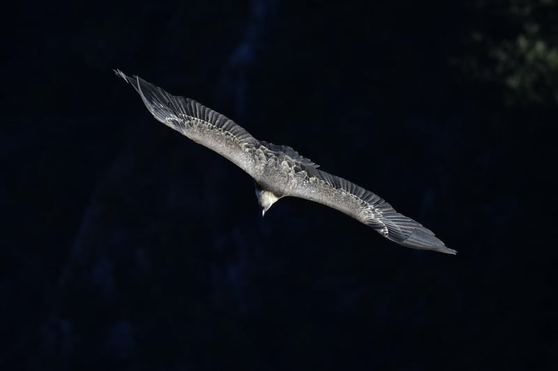 Phoenix Soaring